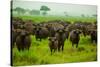 Water Buffalo Standoff on Safari, Mizumi Safari Park, Tanzania, East Africa, Africa-Laura Grier-Stretched Canvas