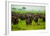 Water Buffalo Standoff on Safari, Mizumi Safari Park, Tanzania, East Africa, Africa-Laura Grier-Framed Photographic Print