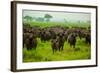 Water Buffalo Standoff on Safari, Mizumi Safari Park, Tanzania, East Africa, Africa-Laura Grier-Framed Photographic Print