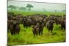 Water Buffalo Standoff on Safari, Mizumi Safari Park, Tanzania, East Africa, Africa-Laura Grier-Mounted Photographic Print