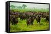 Water Buffalo Standoff on Safari, Mizumi Safari Park, Tanzania, East Africa, Africa-Laura Grier-Framed Stretched Canvas