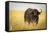 Water Buffalo with Bird in the Veldt of the Maasai Mara, Kenya-Axel Brunst-Framed Stretched Canvas