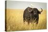 Water Buffalo with Bird in the Veldt of the Maasai Mara, Kenya-Axel Brunst-Stretched Canvas