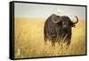 Water Buffalo with Bird in the Veldt of the Maasai Mara, Kenya-Axel Brunst-Framed Stretched Canvas