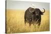 Water Buffalo with Bird in the Veldt of the Maasai Mara, Kenya-Axel Brunst-Stretched Canvas