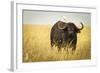 Water Buffalo with Bird in the Veldt of the Maasai Mara, Kenya-Axel Brunst-Framed Photographic Print