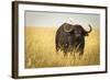 Water Buffalo with Bird in the Veldt of the Maasai Mara, Kenya-Axel Brunst-Framed Photographic Print