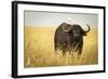 Water Buffalo with Bird in the Veldt of the Maasai Mara, Kenya-Axel Brunst-Framed Photographic Print