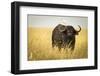 Water Buffalo with Bird in the Veldt of the Maasai Mara, Kenya-Axel Brunst-Framed Photographic Print