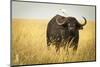 Water Buffalo with Bird in the Veldt of the Maasai Mara, Kenya-Axel Brunst-Mounted Photographic Print