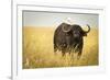 Water Buffalo with Bird in the Veldt of the Maasai Mara, Kenya-Axel Brunst-Framed Photographic Print