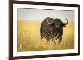 Water Buffalo with Bird in the Veldt of the Maasai Mara, Kenya-Axel Brunst-Framed Photographic Print