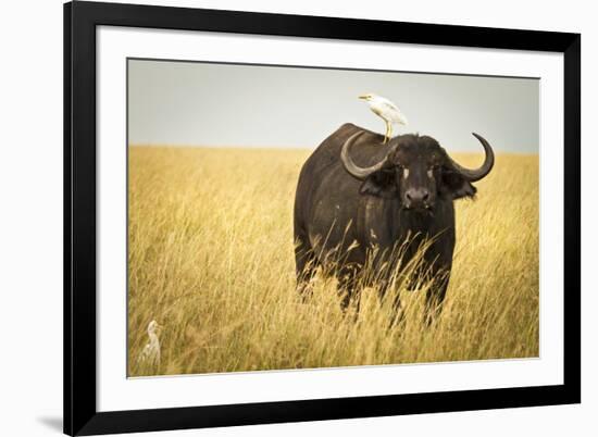 Water Buffalo with Bird in the Veldt of the Maasai Mara, Kenya-Axel Brunst-Framed Photographic Print