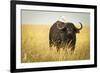 Water Buffalo with Bird in the Veldt of the Maasai Mara, Kenya-Axel Brunst-Framed Photographic Print