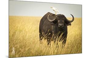 Water Buffalo with Bird in the Veldt of the Maasai Mara, Kenya-Axel Brunst-Mounted Photographic Print