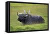 Water Buffalo-null-Framed Stretched Canvas