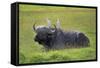 Water Buffalo-null-Framed Stretched Canvas