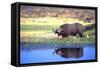 Water Buffalo-null-Framed Stretched Canvas