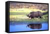 Water Buffalo-null-Framed Stretched Canvas