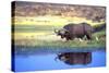 Water Buffalo-null-Stretched Canvas