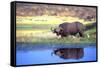 Water Buffalo-null-Framed Stretched Canvas