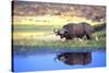 Water Buffalo-null-Stretched Canvas