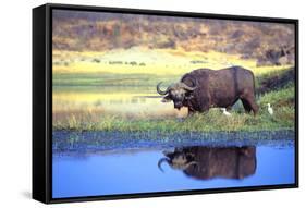 Water Buffalo-null-Framed Stretched Canvas