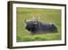 Water Buffalo-null-Framed Photographic Print