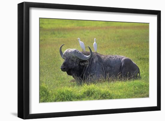 Water Buffalo-null-Framed Photographic Print