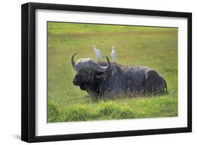 Water Buffalo-null-Framed Photographic Print