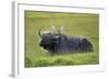 Water Buffalo-null-Framed Photographic Print