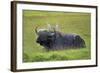 Water Buffalo-null-Framed Photographic Print