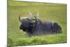 Water Buffalo-null-Mounted Photographic Print