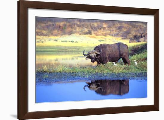 Water Buffalo-null-Framed Photographic Print
