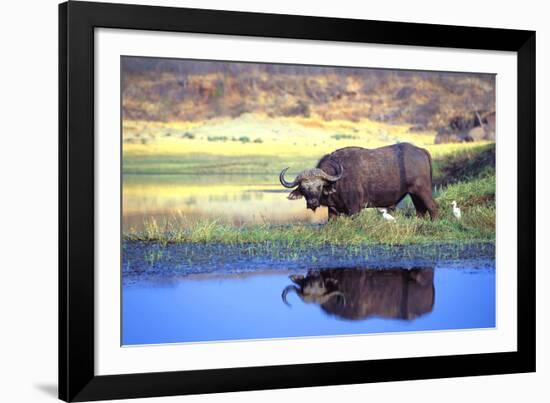 Water Buffalo-null-Framed Photographic Print