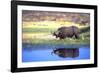 Water Buffalo-null-Framed Photographic Print