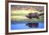 Water Buffalo-null-Framed Photographic Print