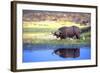 Water Buffalo-null-Framed Photographic Print