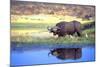 Water Buffalo-null-Mounted Photographic Print