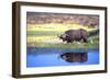 Water Buffalo-null-Framed Photographic Print