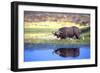 Water Buffalo-null-Framed Photographic Print