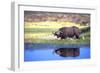 Water Buffalo-null-Framed Photographic Print