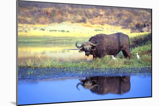Water Buffalo-null-Mounted Photographic Print