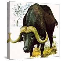 Water Buffalo-English School-Stretched Canvas