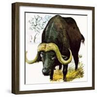 Water Buffalo-English School-Framed Giclee Print