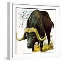 Water Buffalo-English School-Framed Giclee Print