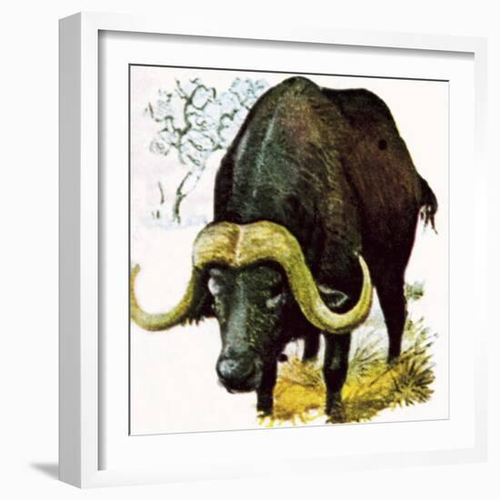 Water Buffalo-English School-Framed Giclee Print