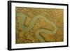 Water Channels Making Patterns in Saltmarsh, Seen from the Air. Abbotts Hall Farm, Essex, UK-Terry Whittaker-Framed Photographic Print