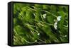 Water-Crowfoot (Ranunculus Fluitans Penicillatus) Flowering Underwater, Cumbria, England, UK-Linda Pitkin-Framed Stretched Canvas