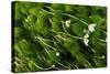 Water-Crowfoot (Ranunculus Fluitans Penicillatus) Flowering Underwater, Cumbria, England, UK-Linda Pitkin-Stretched Canvas